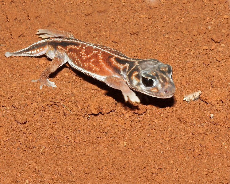 Midline Knob-Tailed Gecko - Male ~ 5-7cm